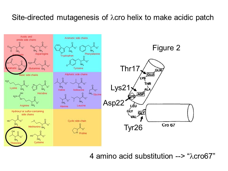 4 amino acid substitution --> cro67 Figure 2 Thr17 Lys21 Asp22 Tyr26 Site-directed mutagenesis of cro helix to make acidic patch