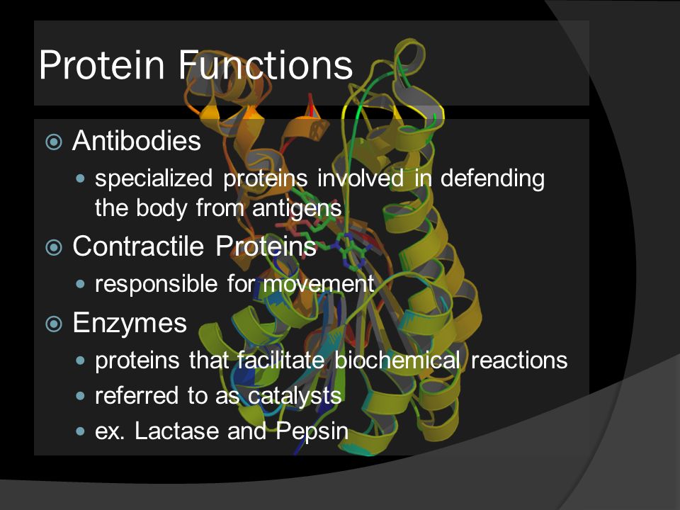 Protein Functions  Antibodies specialized proteins involved in defending the body from antigens  Contractile Proteins responsible for movement  Enzymes proteins that facilitate biochemical reactions referred to as catalysts ex.