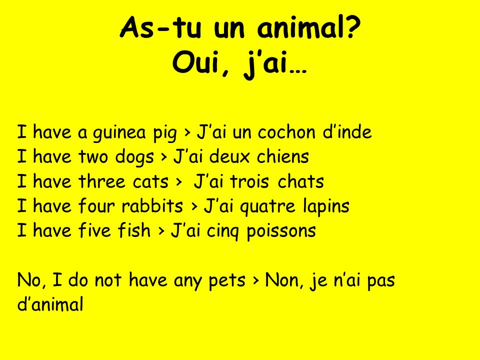 As Tu Un Animal Oui J Ai Singular Plural If You Want To Say You Have More Than One Pet You Usually Add An S Unless The Word Already Ends In S
