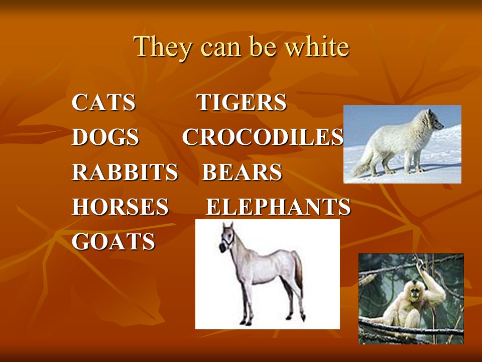 They can be white CATS TIGERS CATS TIGERS DOGS CROCODILES DOGS CROCODILES RABBITS BEARS RABBITS BEARS HORSES ELEPHANTS HORSES ELEPHANTS GOATS GOATS