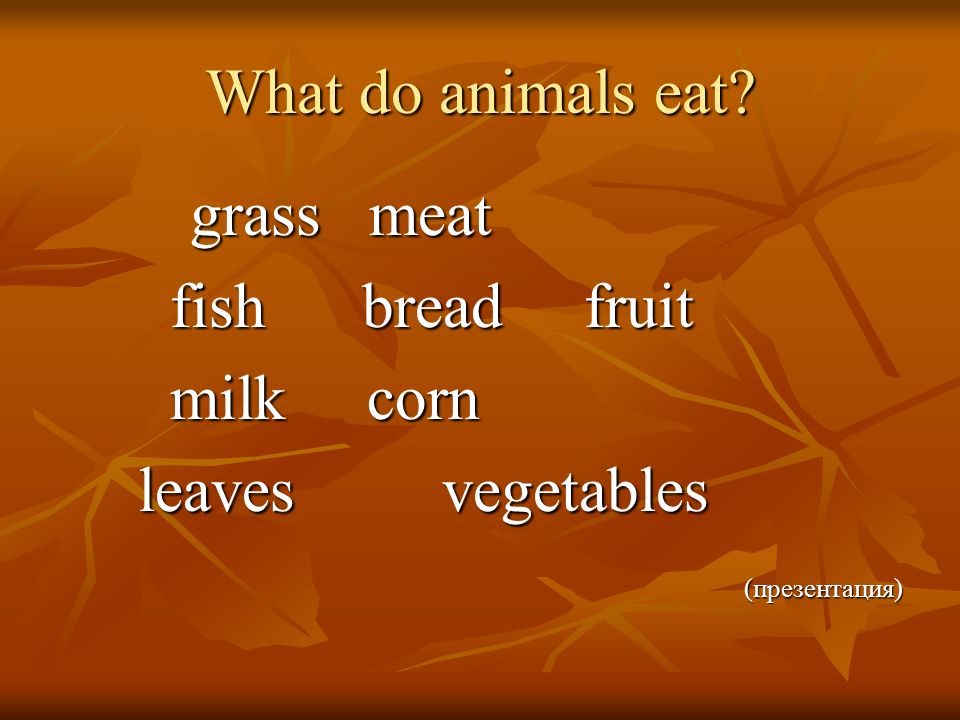 What do animals eat.