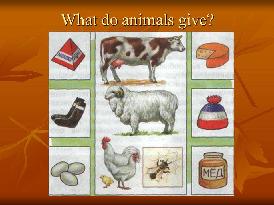 What do animals give
