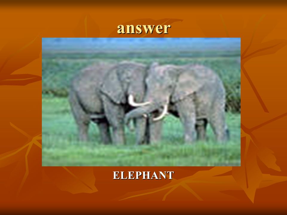 answer ELEPHANT