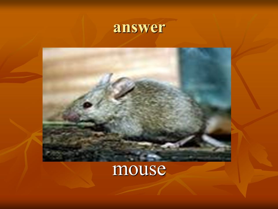 answer mouse