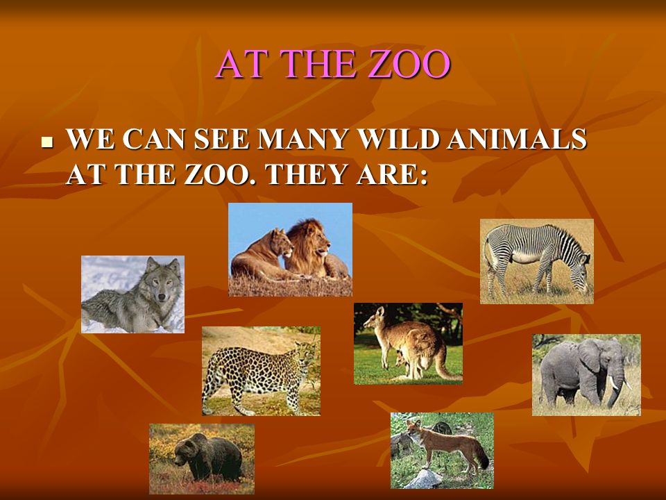 AT THE ZOO WE CAN SEE MANY WILD ANIMALS AT THE ZOO.
