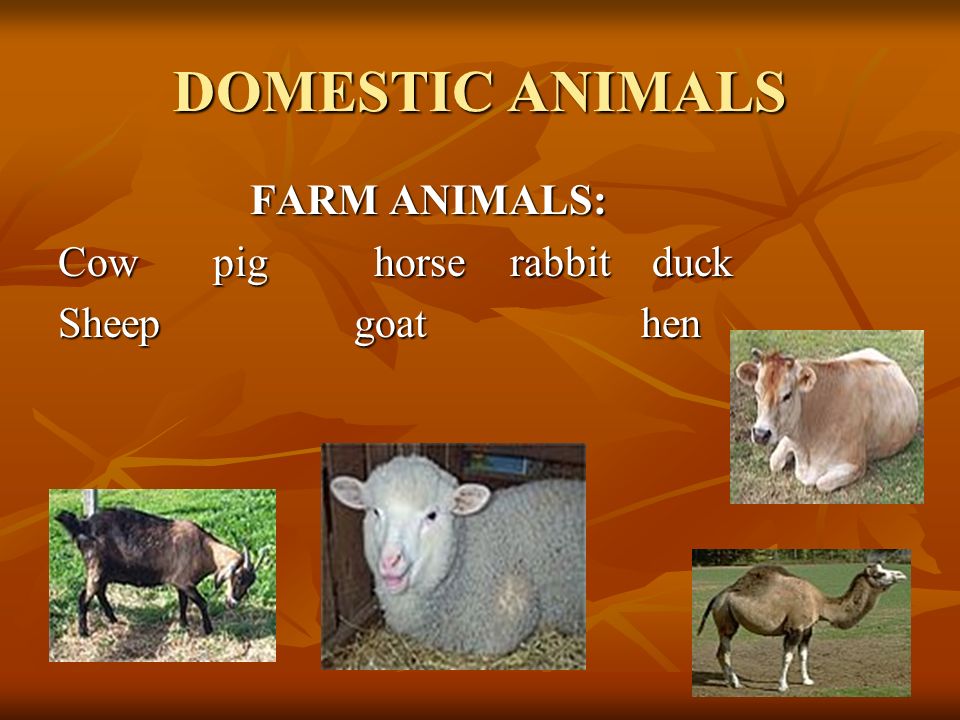DOMESTIC ANIMALS FARM ANIMALS: FARM ANIMALS: Cow pig horse rabbit duck Sheep goat hen