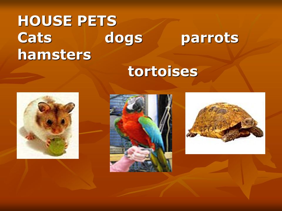 HOUSE PETS Cats dogs parrots hamsters tortoises tortoises