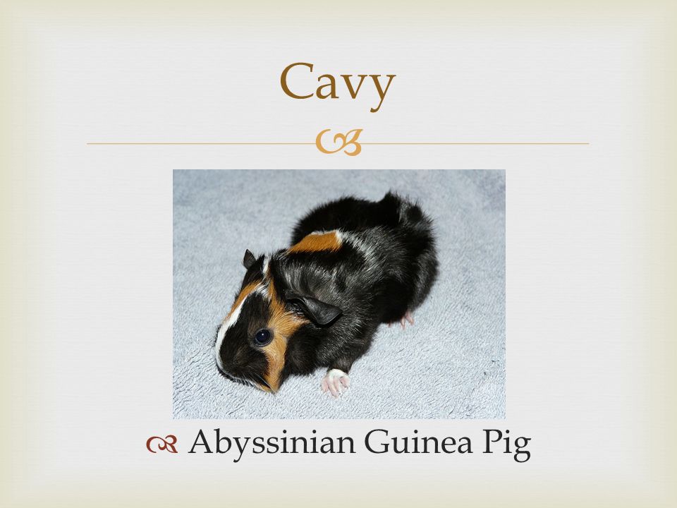   Abyssinian Guinea Pig Cavy