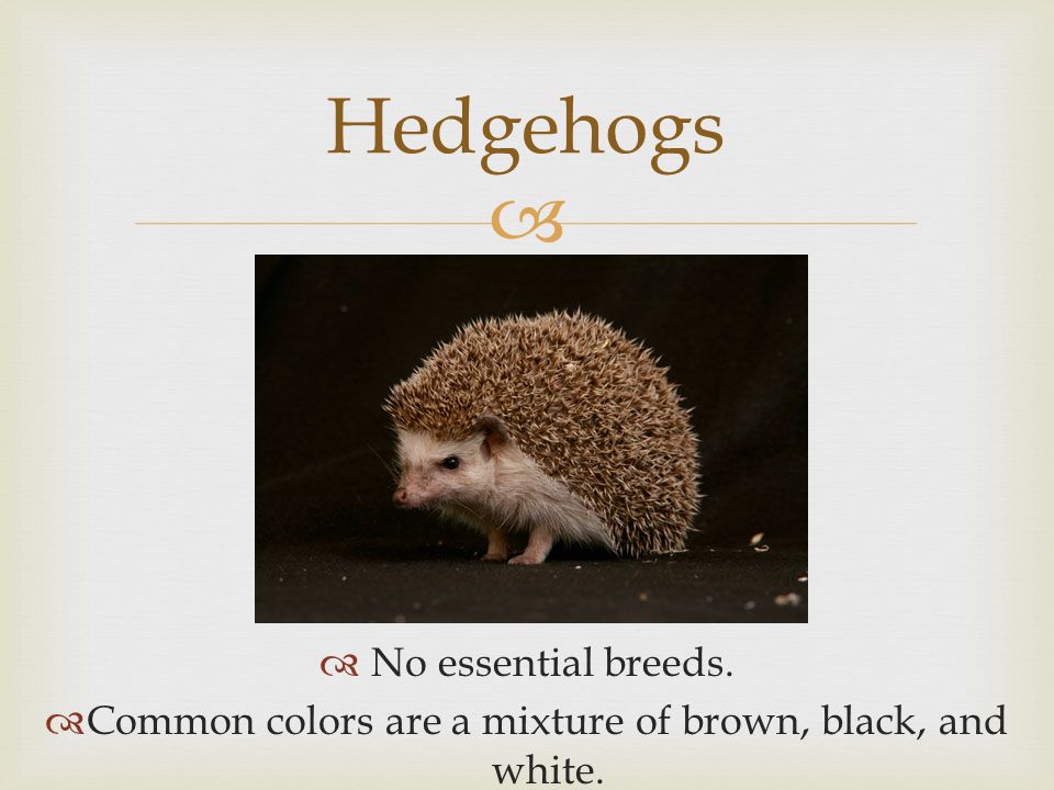   No essential breeds.  Common colors are a mixture of brown, black, and white. Hedgehogs