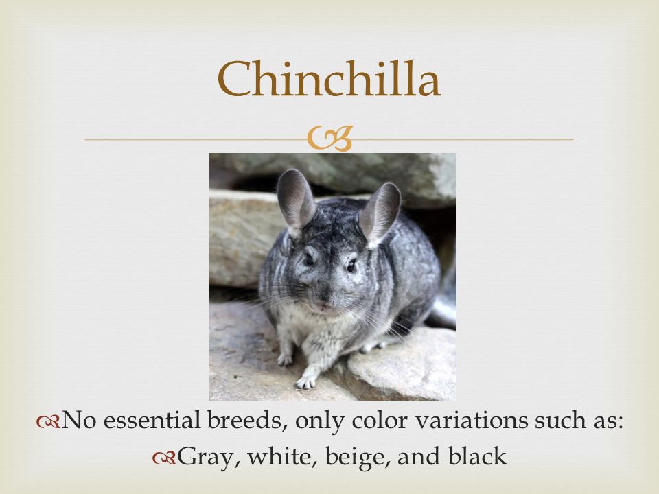   No essential breeds, only color variations such as:  Gray, white, beige, and black Chinchilla
