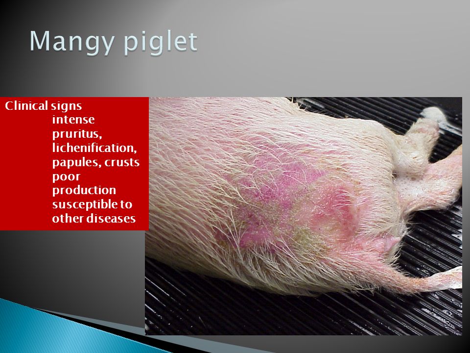 Swine Diseases Mange Sarcoptes Scabei Var Suis Greasy Pig Disease Staphylococcus Hyicus Gram Positive Coccus Swine Pox Swine Pox Virus Erysipelas Ppt Download