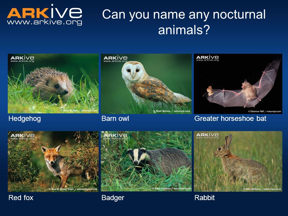 Nocturnal Animals. Nocturnal What does it mean? – active at night Diurnal–  active during the day Crepuscular– active at dawn and dusk. - ppt download
