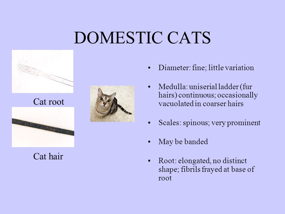 ANIMAL HAIR Comparison with Human Hair. ANIMAL HAIRS Animal hairs are  classified into the following three basic types. Guard hairs that form the  outer. - ppt download