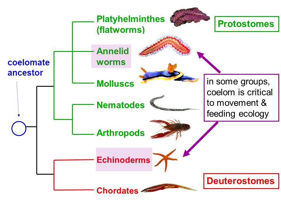 Deuterostom vagy protostomia platyhelminthes, Platyhelminthes protostome vagy deuterostome