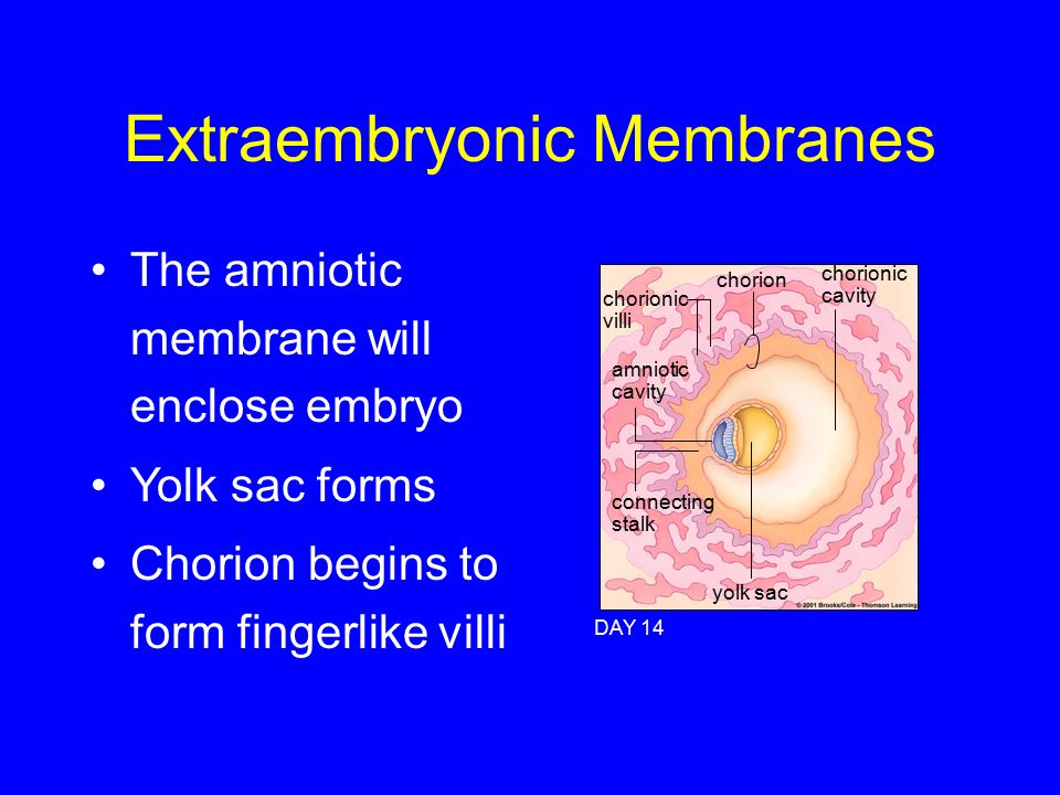 Extraembryonic Membranes DAY 14 yolk sac chorionic cavity chorionic villi chorion amniotic cavity connecting stalk The amniotic membrane will enclose embryo Yolk sac forms Chorion begins to form fingerlike villi