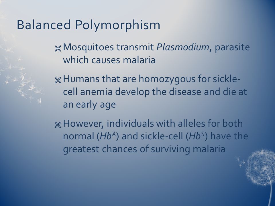 Maintaining VariationMaintaining Variation  Sexual selection  Balanced  polymorphism. - ppt download