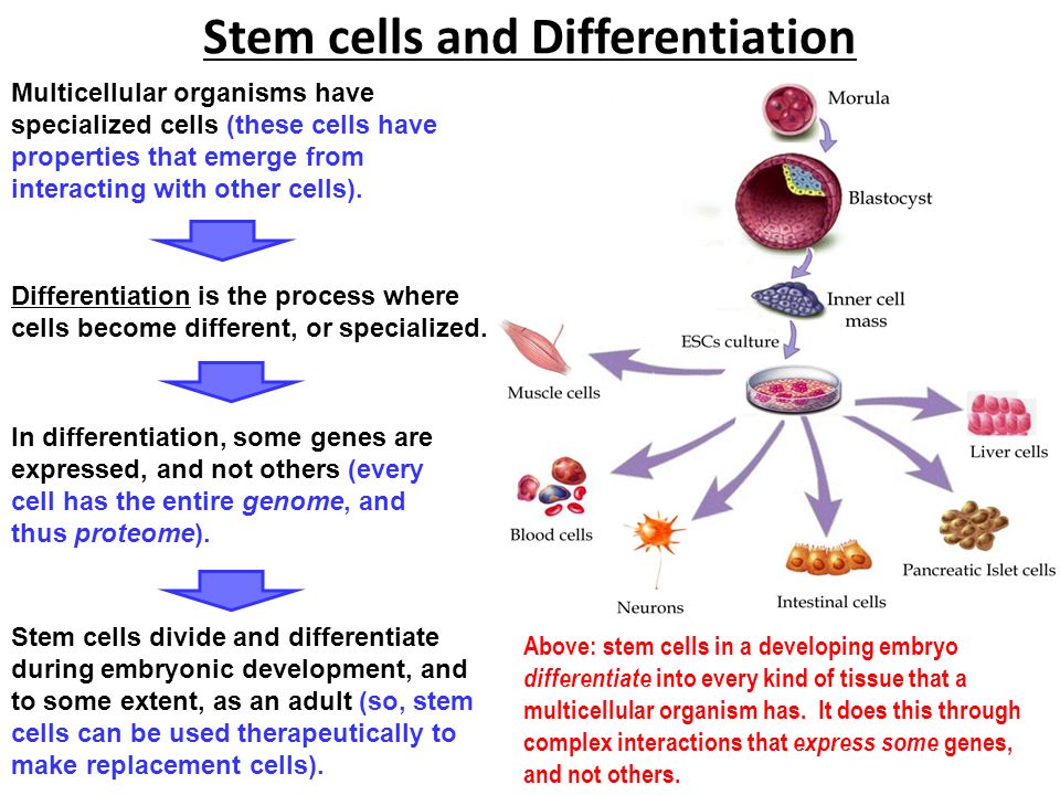 Stem cells and Differentiation Multicellular organisms have specialized cells (these cells have properties that emerge from interacting with other cells).