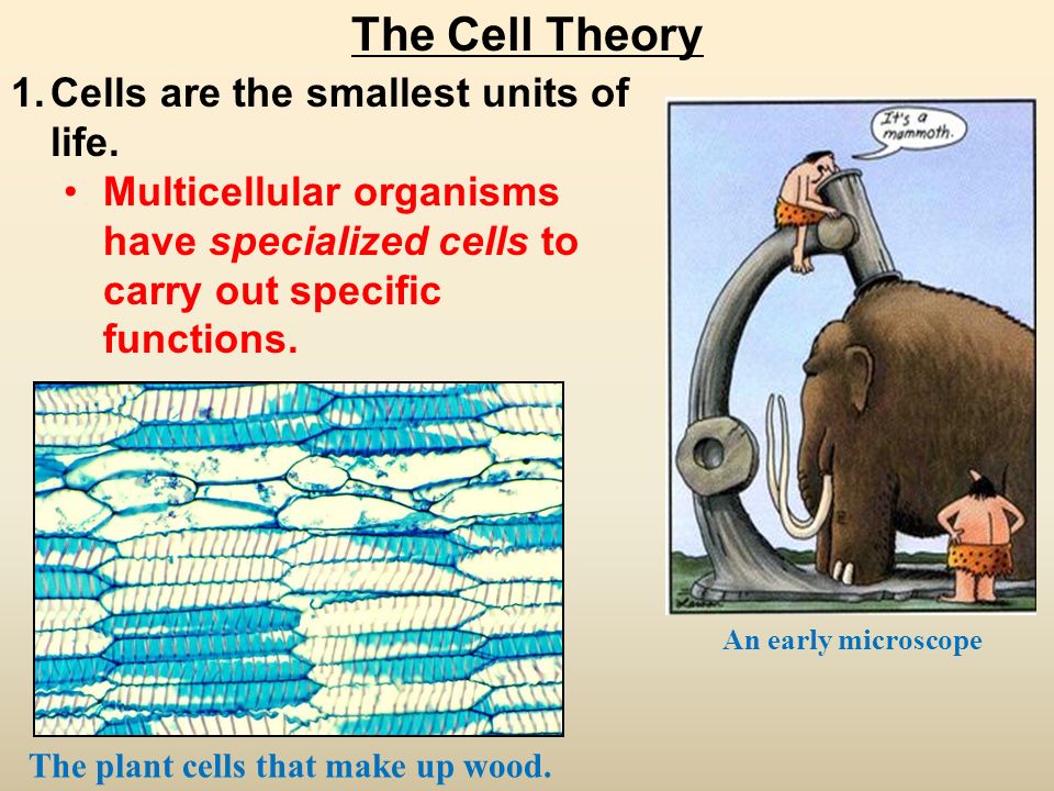 The Cell Theory An early microscope 1.Cells are the smallest units of life.