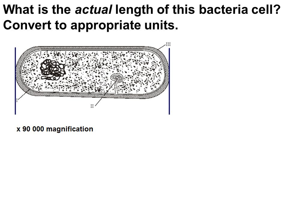 What is the actual length of this bacteria cell Convert to appropriate units.