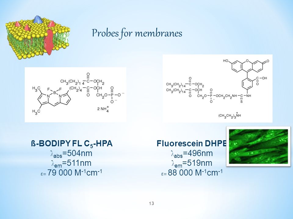 Probes for membranes ß-BODIPY FL C 5 -HPA λ abs =504nm λ em =511nm ε= M -1 cm -1 Fluorescein DHPE λ abs =496nm λ em =519nm ε= M -1 cm -1 13