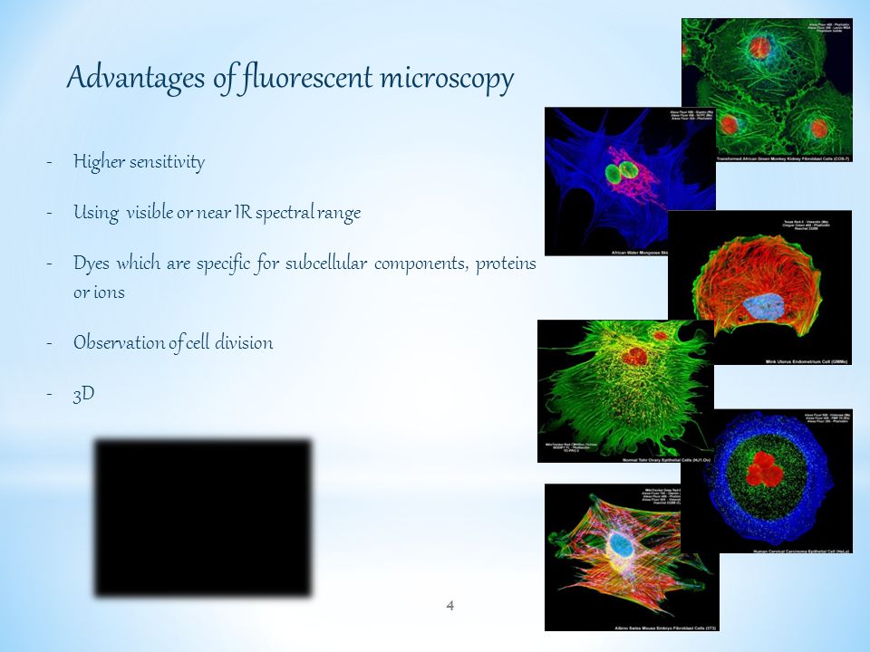 Advantages of fluorescent microscopy -Higher sensitivity -Using visible or near IR spectral range -Dyes which are specific for subcellular components, proteins or ions -Observation of cell division -3D 4