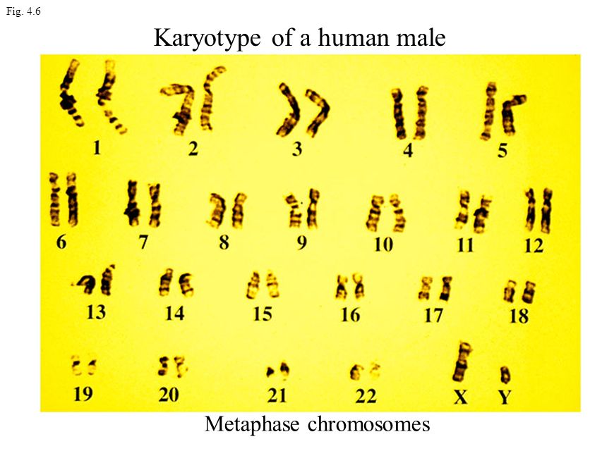 Хромосом лошади. Human karyotype. Карты хромосом лошади.