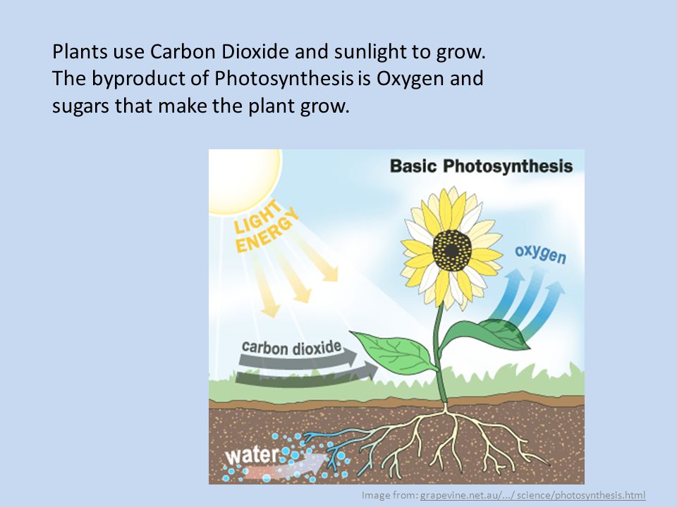Plants use Carbon Dioxide and sunlight to grow.
