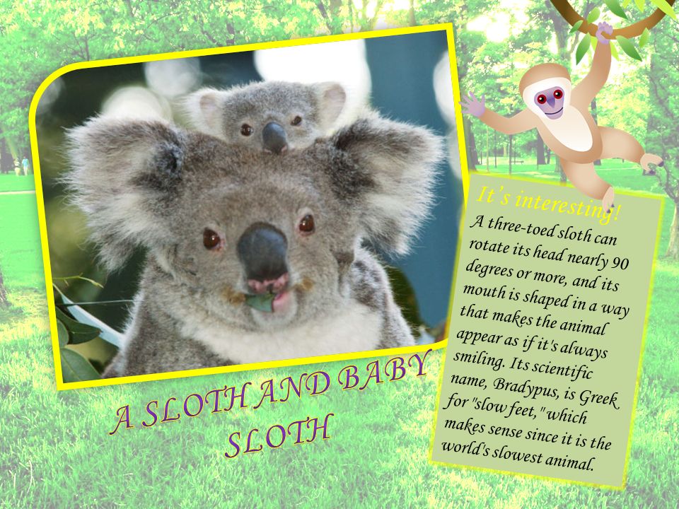 It's interesting! A three-toed sloth can rotate its head nearly 90 degrees  or more, and its mouth is shaped in a way that makes the animal appear as.  - ppt download