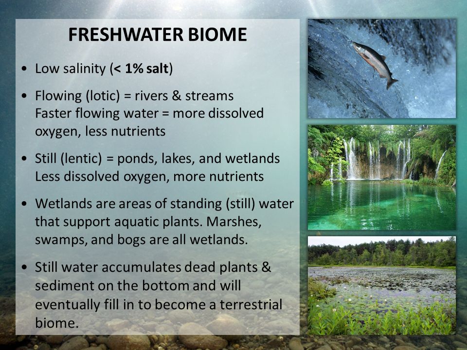 FRESHWATER BIOME Low salinity (< 1% salt) Flowing (lotic) = rivers & streams Faster flowing water = more dissolved oxygen, less nutrients Still (lentic) = ponds, lakes, and wetlands Less dissolved oxygen, more nutrients Wetlands are areas of standing (still) water that support aquatic plants.