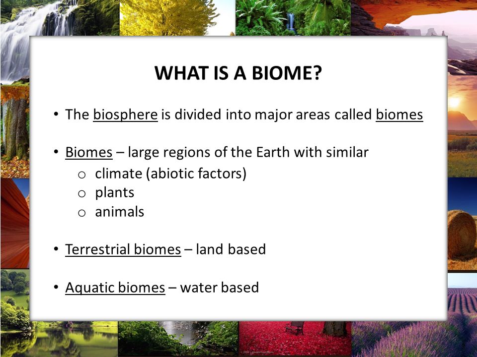 WHAT IS A BIOME.