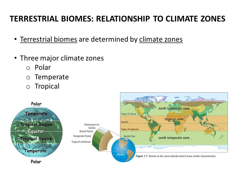 TERRESTRIAL BIOMES: RELATIONSHIP TO CLIMATE ZONES Terrestrial biomes are determined by climate zones Three major climate zones o Polar o Temperate o Tropical