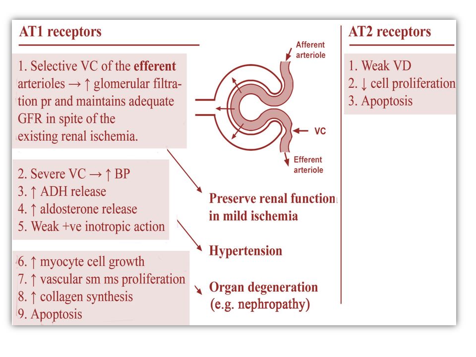 Therapy of hypertension By Dr. Mohamed Abd Almoneim Attia. -  ppt download