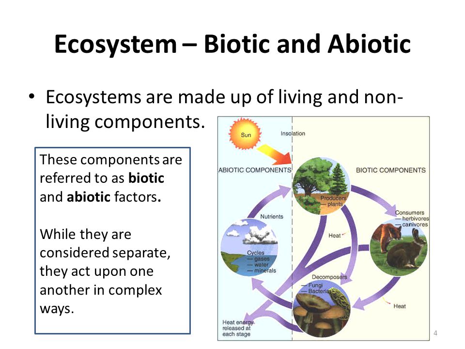 biotic and abiotic parts of an ecosystem
