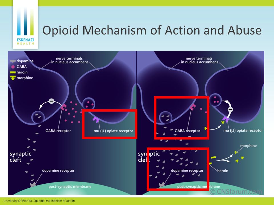 Mechanism of action. Opioids mechanism. Morphine mechanism of Action. Dopamine mechanism of Action receptor. Opioids Action mechanisms.