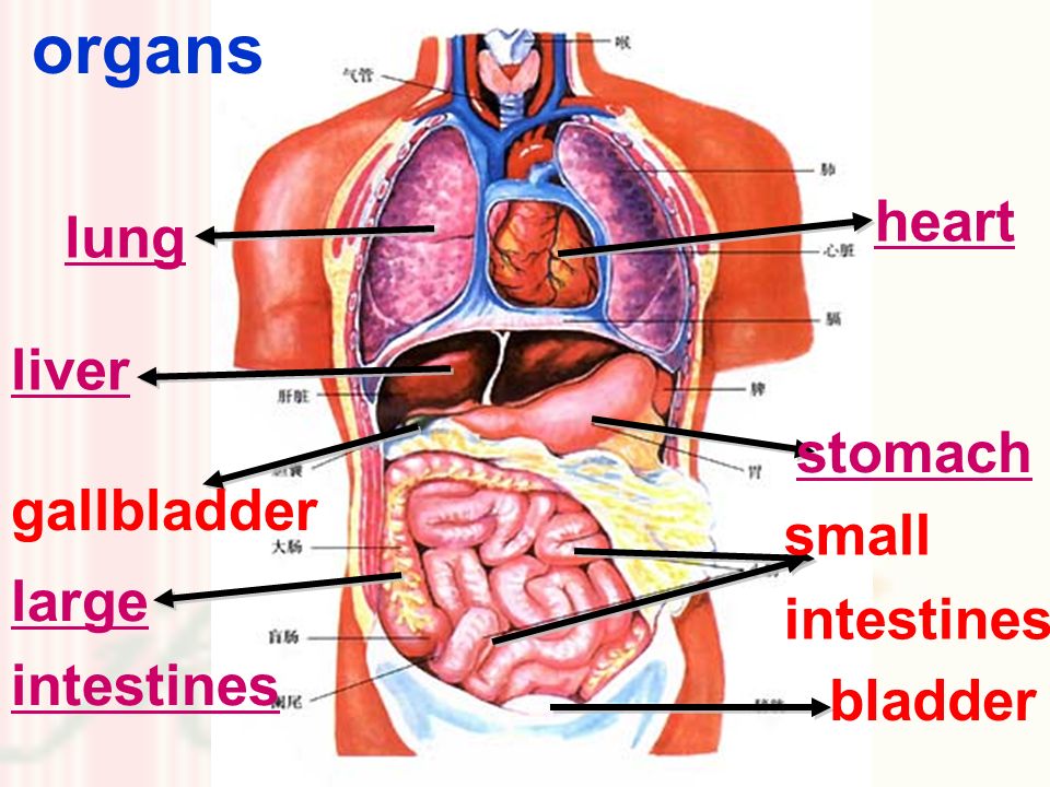 lung bladder liver large intestines stomach heart small intestines gallbladder organs