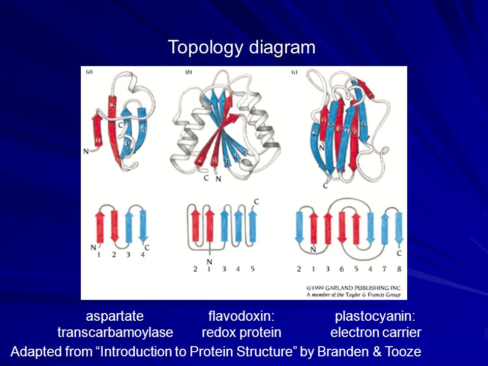 introduction to protein structure branden and tooze