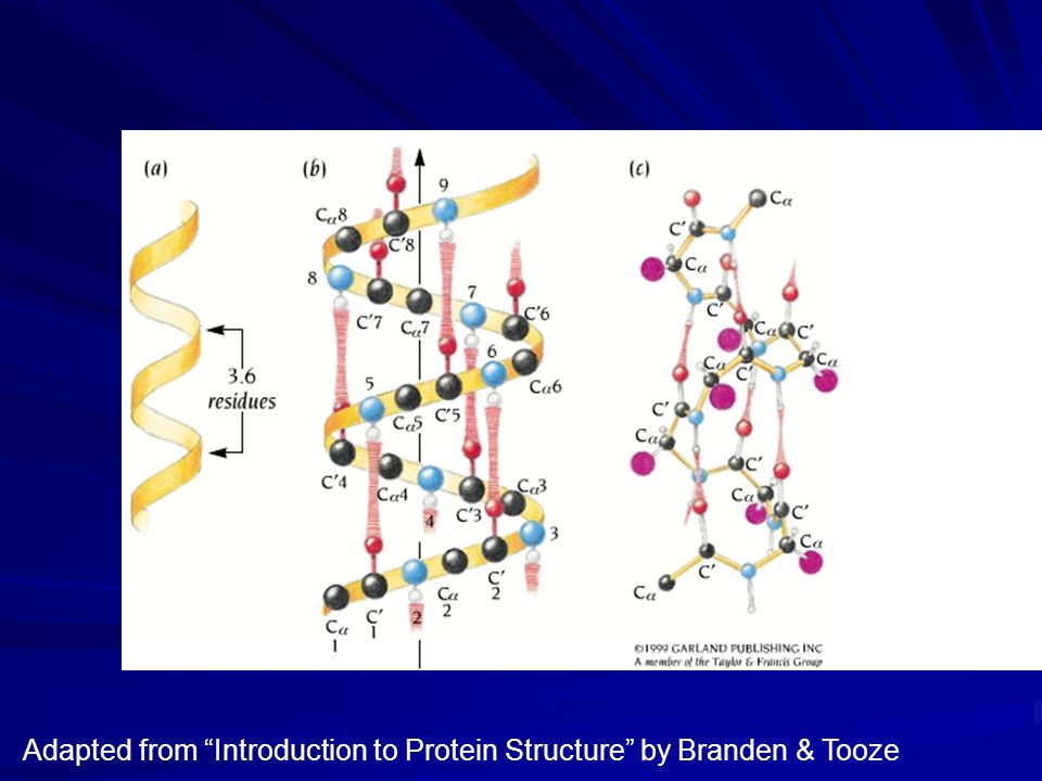 introduction to protein structure branden and tooze