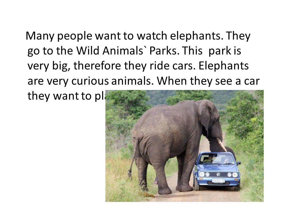 Animals in our Life презентация. Ответ на вопрос are they Elephants. Слоны car parking. Тест 4 animals in our Life.