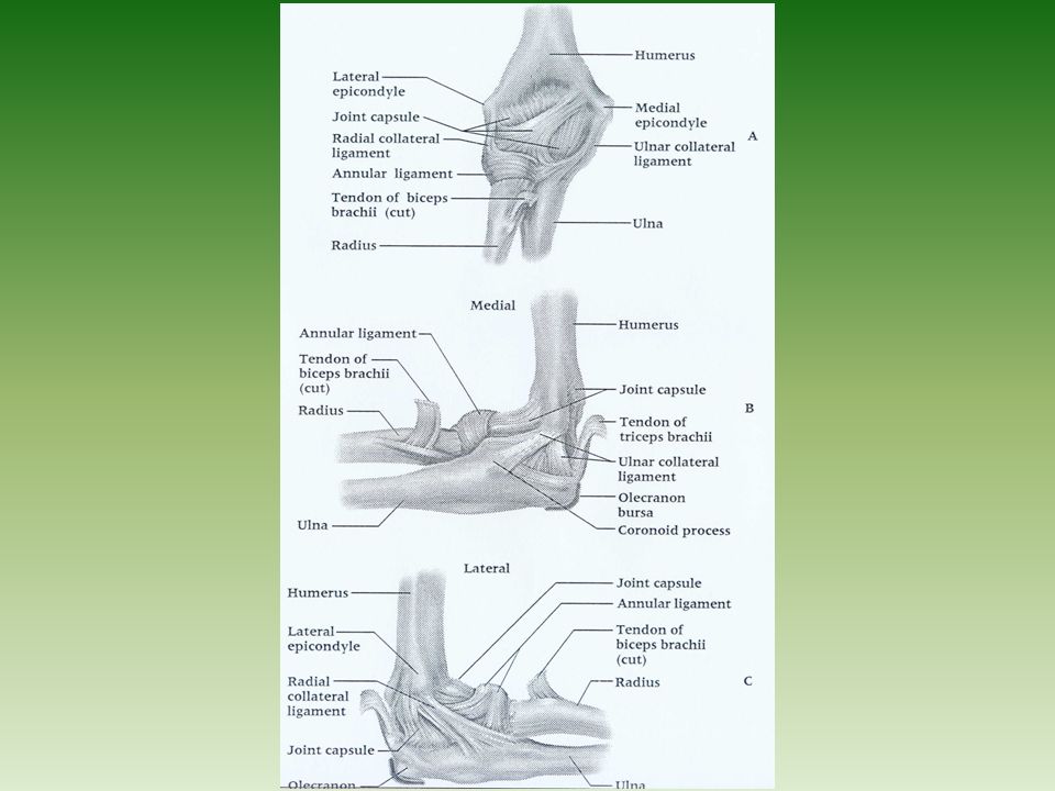 Chapter 23 The Elbow Ppt Video Online Download