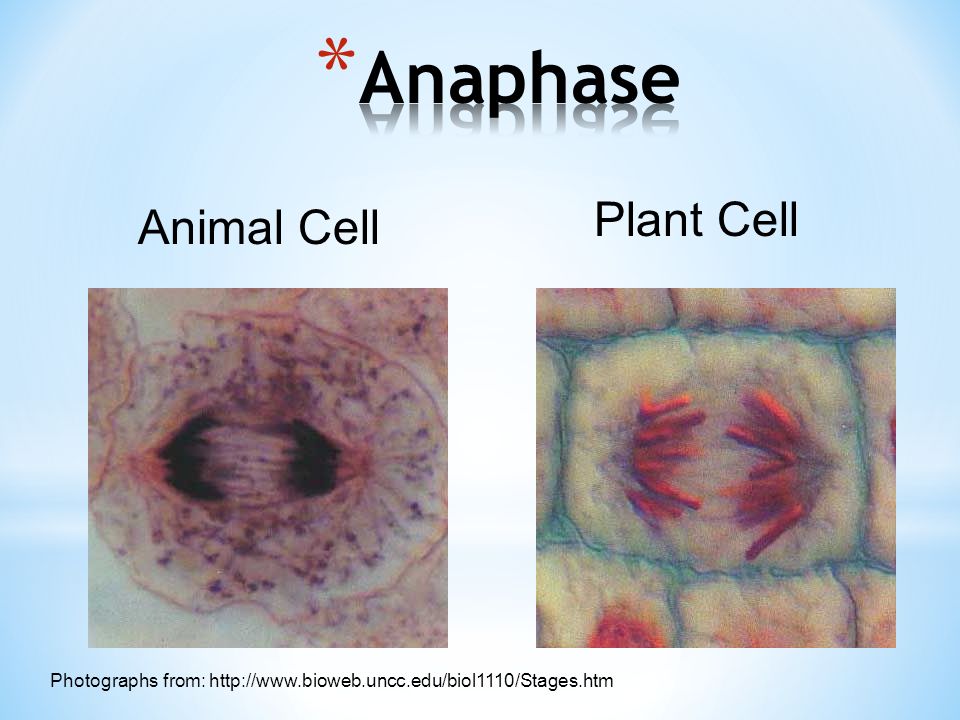 Animal Cell Plant Cell Photographs from:
