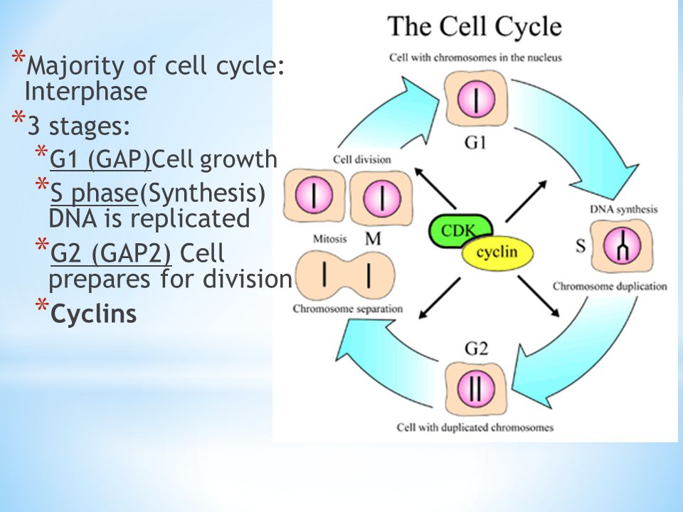 * Majority of cell cycle: Interphase * 3 stages: * G1 (GAP)Cell growth * S phase(Synthesis) DNA is replicated * G2 (GAP2) Cell prepares for division * Cyclins