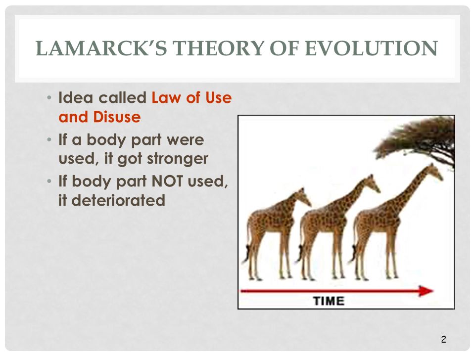 LAMARCK'S THEORY OF EVOLUTION Jean-Baptiste Lamarck, 1809 One Of First  Scientists To Understand That Change Occurs Over Time Stated that Changes  Are Adaptations. - ppt download