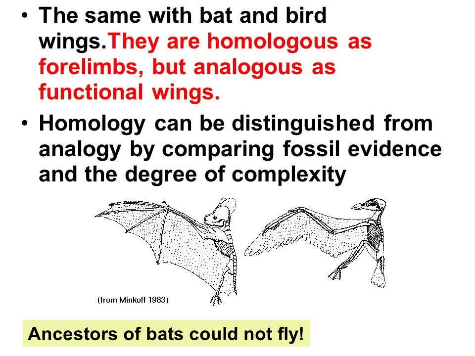 evolutionary history of biological diversity ap chapter ppt download homology analogy homoplasy venn diagram