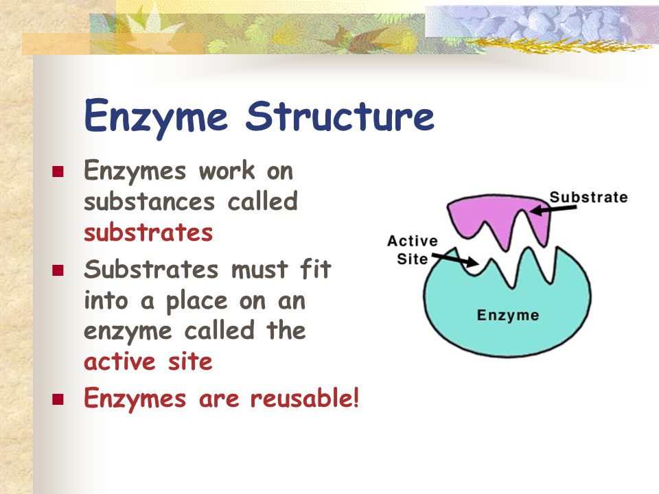 Enzyme Structure Enzymes work on substances called substrates Substrates must fit into a place on an enzyme called the active site Enzymes are reusable!