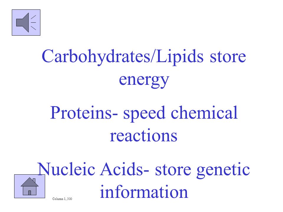 List one function for each of the classes of macromolecules. Column 3, 500