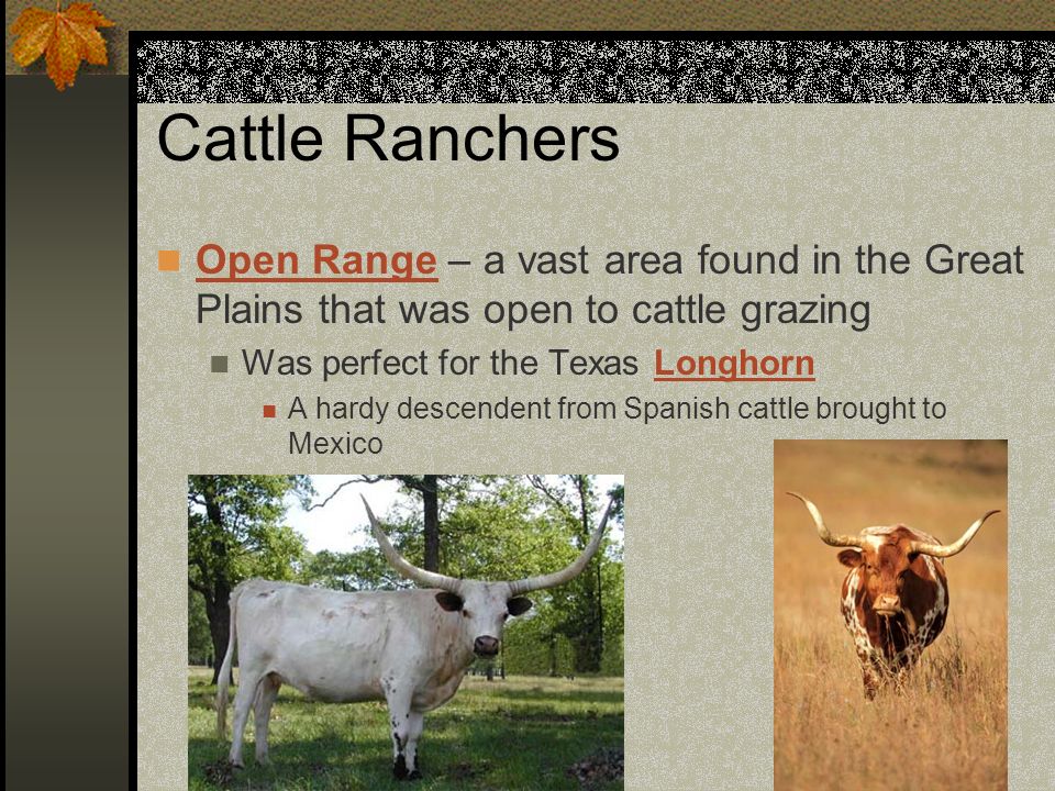 Cattle Ranchers Open Range – a vast area found in the Great Plains that was open to cattle grazing Was perfect for the Texas Longhorn A hardy descendent from Spanish cattle brought to Mexico