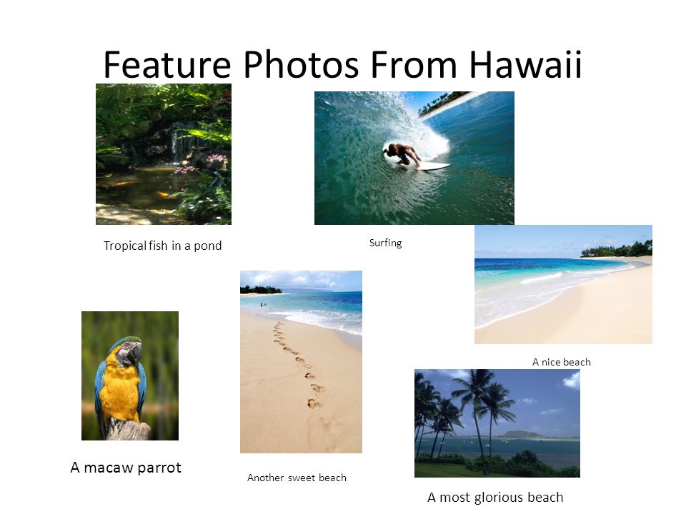 Feature Photos From Hawaii Tropical fish in a pond Surfing A nice beach A macaw parrot Another sweet beach A most glorious beach