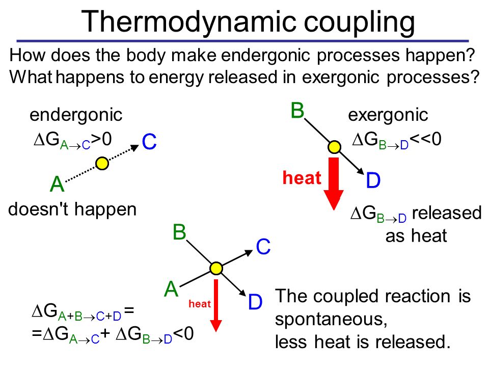 Thermodynamic coupling How does the body make endergonic processes happen.