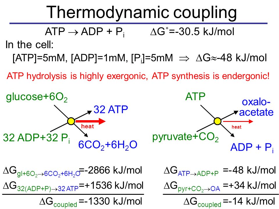  G =- 48 kJ/mol ATP  ADP+P Thermodynamic coupling ATP  ADP + P i  G˚=-30.5 kJ/mol In the cell: [ATP]=5mM, [ADP]=1mM, [P i ]=5mM   G  -48 kJ/mol glucose+6O 2 6CO 2 +6H 2 O 32 ADP+32 P i 32 ATP  G =-2866 kJ/mol gl+6O 2  6CO 2 +6H 2 O  G = kJ/mol 32(ADP+P)  32 ATP  G =-1330 kJ/mol coupled heat ATP ADP + P i pyruvate+CO 2 oxalo- acetate  G = + 34 kJ/mol pyr+CO 2  OA  G =-14 kJ/mol coupled heat ATP hydrolysis is highly exergonic, ATP synthesis is endergonic!