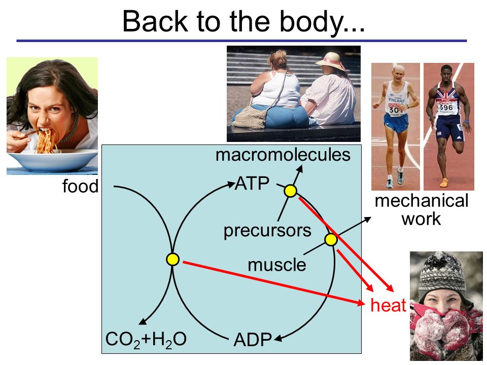 Back to the body... ATP ADP precursors macromolecules mechanical work muscle heat food CO 2 +H 2 O